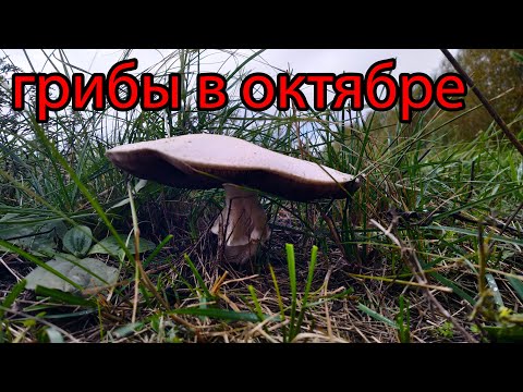 Видео: Сбор грибов в октябре 2022 ! Какие грибы растут в октябре решил посмотреть.
