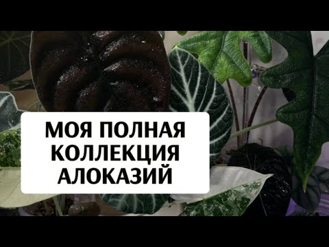 Видео: Моя КОЛЛЕКЦИЯ АЛОКАЗИЙ
