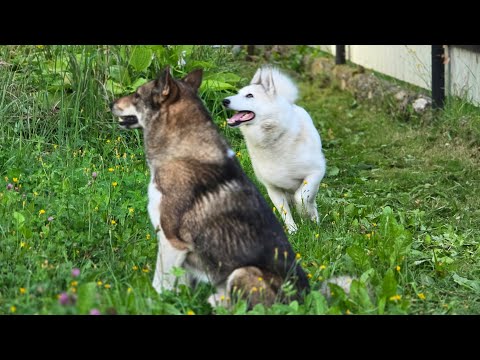 Видео: Позвали на крыжовник 