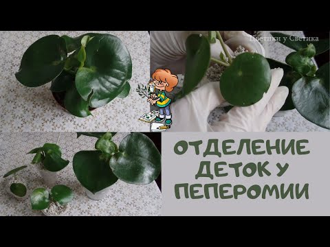 Видео: Размножение ПЕПЕРОМИИ Raindrop путем деления куста. Очень увлекательное  и интересное занятие