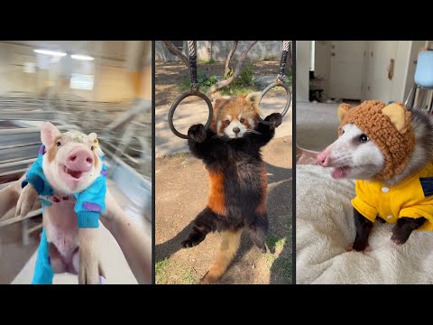 Видео: Cute and funny ANIMALS.🐯 And Some Just Interesting Moments.🐷Videos🔶 Сompilation # 10🔶