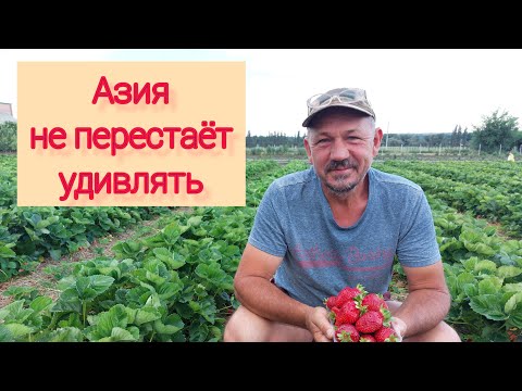 Видео: Сбор клубники Азия продолжается