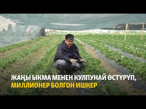 Видео: Жаңы ыкма менен кулпунай өстүрүп, миллионер болгон ишкер