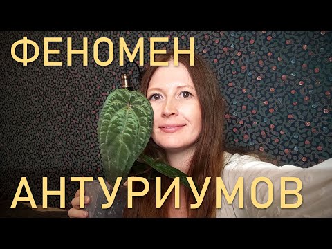 Видео: Феномен бархатных антуриумов. Почему так дорого?!