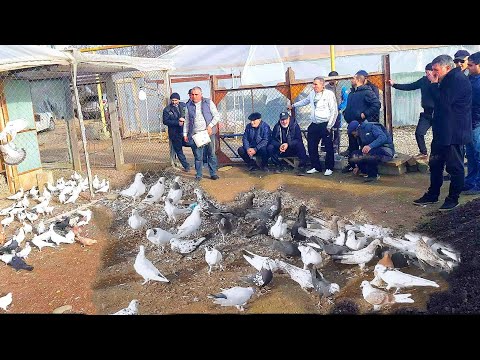 Видео: Соревнования голубей. 1 Участник г Невинномысск. Голуби Гегама. Pigeons of Geghama.