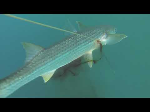 Видео: МОРЕ ВИТЯЗЕВО ПЕРВЫЙ ТРОФЕЙ !!!