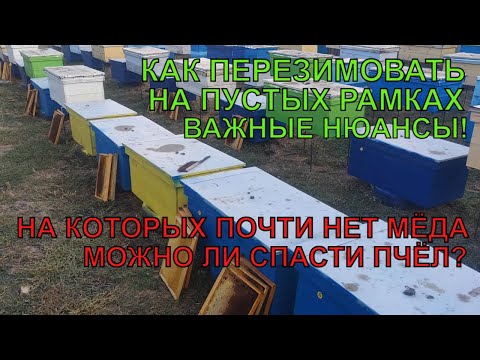 Видео: ПРИЕХАЛИ пчёлы есть а МЁДА ДЛЯ ЗИМОВКИ НЕТ как сохранить пчёл и перезимовать на пустых рамках ☝️😳🐝