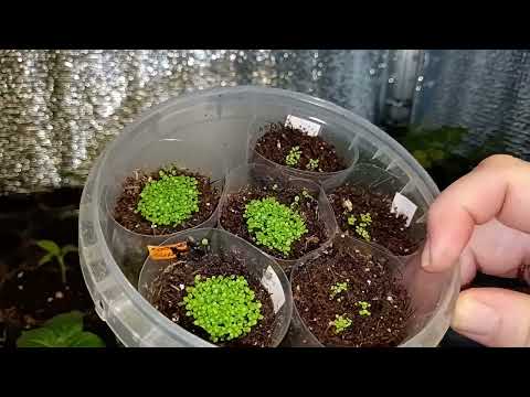 Видео: 02.03.2024г. обзор рассады 🪴🌱☘️