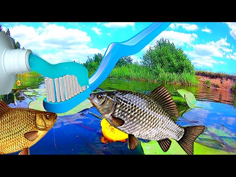 Видео: Опустил под воду ХЛЕБ С ЗУБНОЙ ПАСТОЙ. Реакция рыбы. Подводная съёмка.