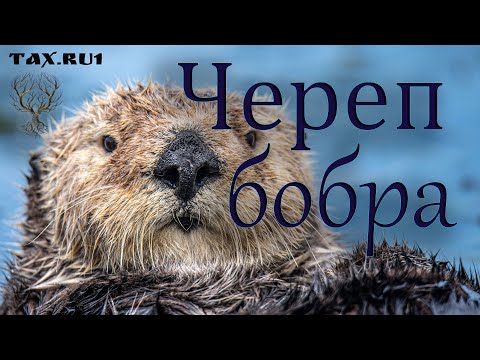 Видео: Череп бобра