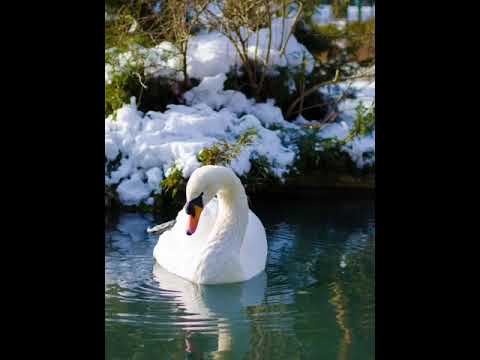 Видео: Шингән чәчкәләр - Раниль Нуриев