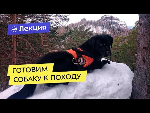 Видео: Готовим собаку к походу