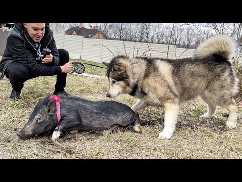 Видео: ХАСКИ НАБРОСИЛСЯ НА ПОРОСЕНКА / мини пиг в гостях у хасмут