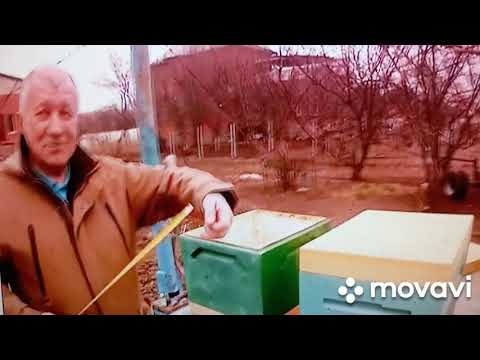 Видео: Какой улей лучше ппс или ппу. Обзор ульев с ппс и ппу.