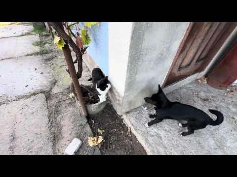 Видео: Котик и собака 