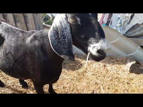 Видео: Козел покрыл 2 козы🐐🐐