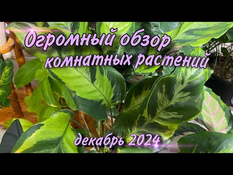Видео: Огромный обзор комнатных растений!!! декабрь 2024!!
