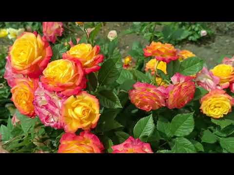 Видео: Стільки зусиль приложила ,щоб створити тут розарій ?//Не пропустіть цікаве !///