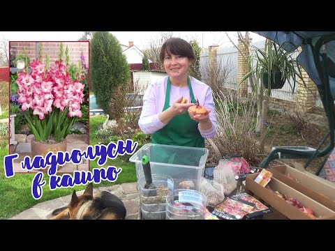 Видео: ГЛАДИОЛУСЫ в КАШПО и ГОРШКЕ. Как посадить? Gladioli flowers in pots.