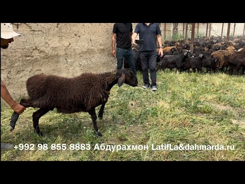 Видео: Гиссарские овцы и Аборигенные САО Таджикистана саги дахмарда семьи Ходжимирзокарима
