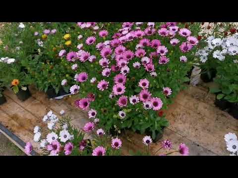 Видео: Небольшие итоги сезона, обзор хозяйства, остатки, продоваемые цветы.