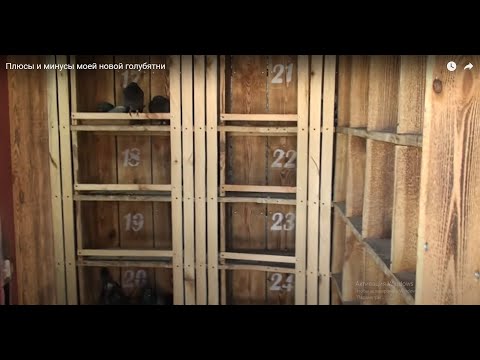 Видео: Плюсы и минусы моей новой голубятни