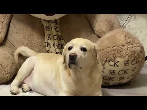 Видео: Любимая мелодия Каспера 🥰