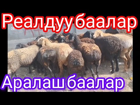 Видео: Жалал-абад кой базар 2025 Реалдуу баалар аралаш баалар число видео 6-09-2025 