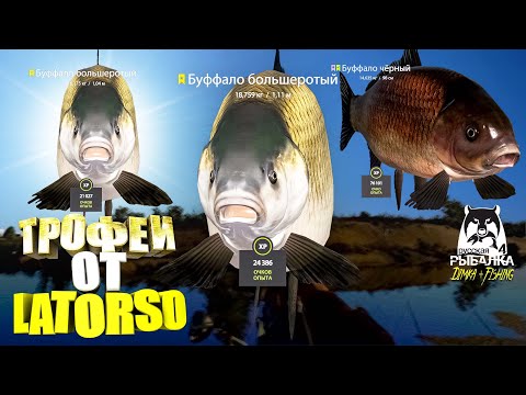 Видео: Русская рыбалка 4.🎣🦈 р. Ахтуба 🐳🐳🐋💦 ТРОФЕИ от LATORSO 👀