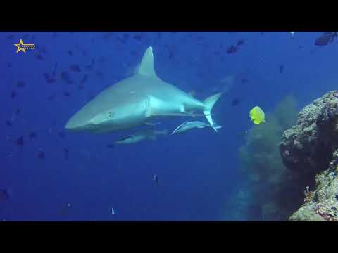 Видео: Океандар тууралуу кызыктуу фактылар