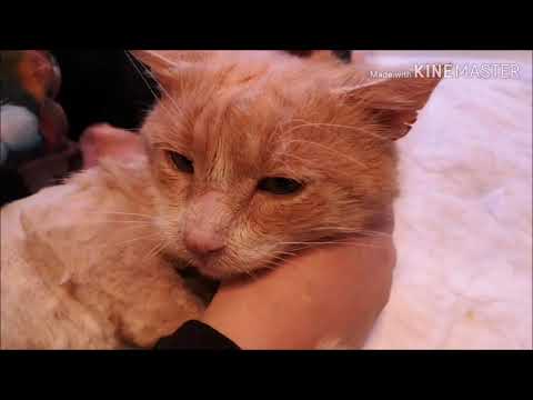 Видео: Как промыть нос коту.