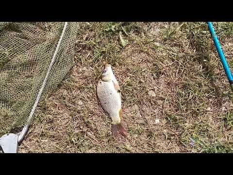 Видео: Рыбалка, Ставропольский край, озеро "Красный Чабан", САЗАНЫ ломают удочки.