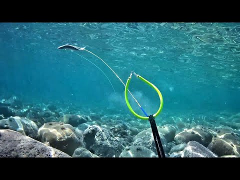 Видео: Подводная охота в Греции. Отмель. Ψαροντούφεκο στα ρηχά, Κασσάνδρα