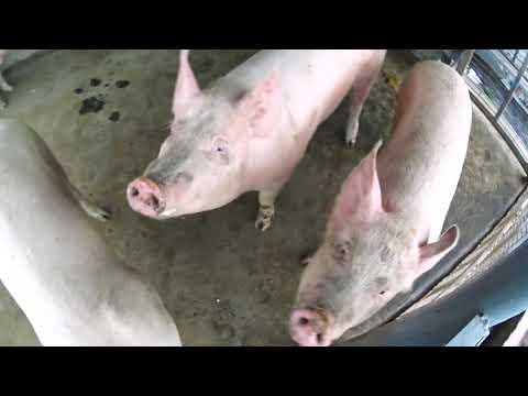 Видео: Какую породу свиней  выбрал я и почему /ландрас /пьетрен / КБ / дюрок