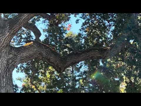 Видео: Самый большой дуб из долины? Quercus lobata