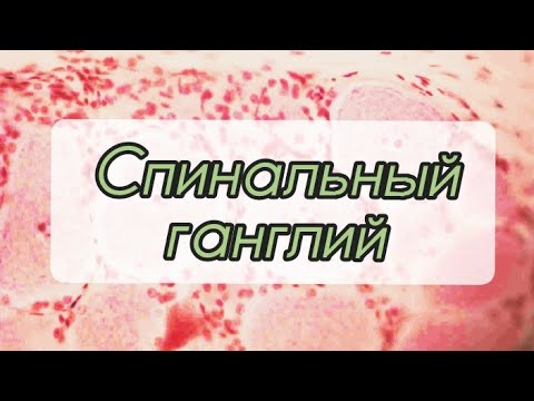 Видео: Спинномозговой узел