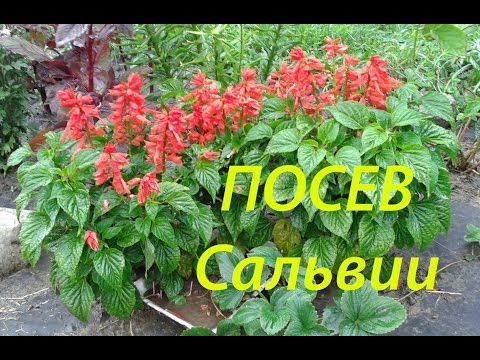 Видео: Сальвия ПОСЕВ  2016 год с Татьяной Пивкиной. ФЕВРАЛЬ