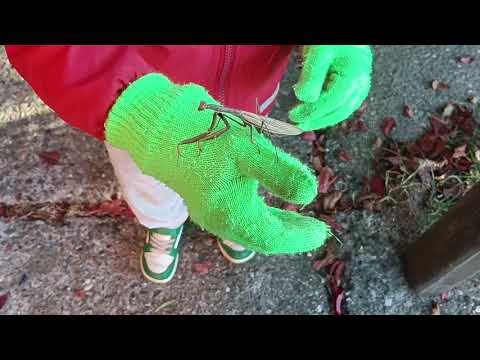 Видео: 19 октября 2025 г.