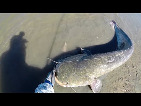 Видео: Когда сомы клюют сразу на два спиннинга!