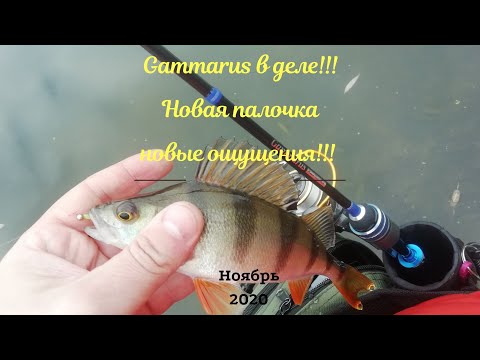 Видео: Gammarus  и мой взгляд на него!!! Разловил палочку которую так долго ждал!!!!