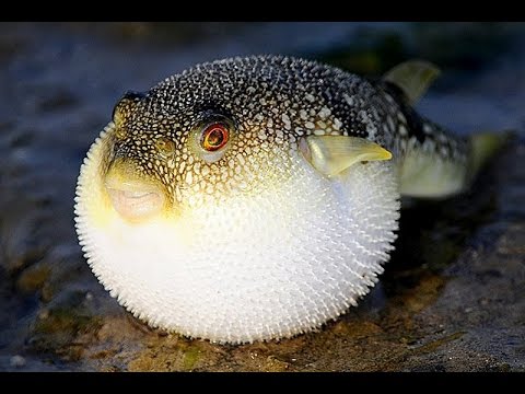 Видео: Русские на Бали №22. Ядовитая Рыба Фугу. Добыча Рыбы. Гигантская Сеть.