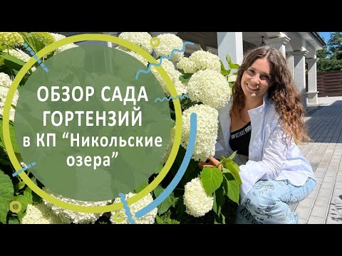 Видео: Обзор сада гортензий в КП "Никольские озера"