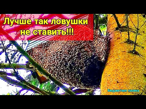 Видео: Как и куда поставить ловушку для пчёл?