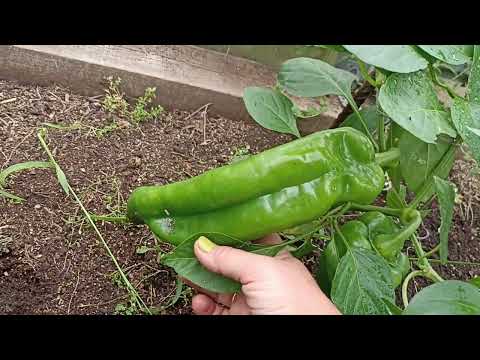 Видео: #перец Рамиро, или обзор плантаций Ковчега. #огород