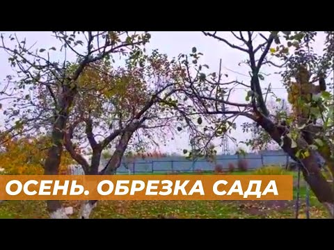 Видео: Обрезка яблонь и груш осенью. Убираем волчки.