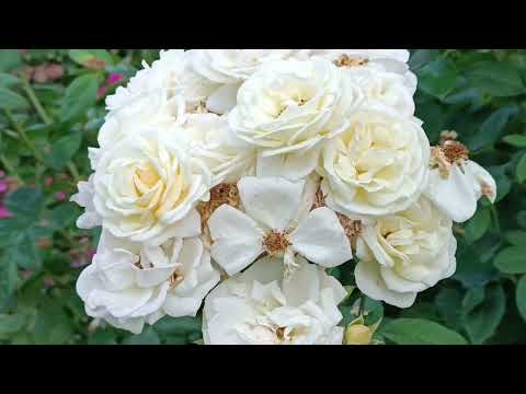 Видео: Друга хвиля 2023. Ч. 4@TroyandiOleksandri