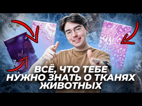 Видео: Всё о тканях животных для ОГЭ | Без этой теории ты не сдашь экзамен!