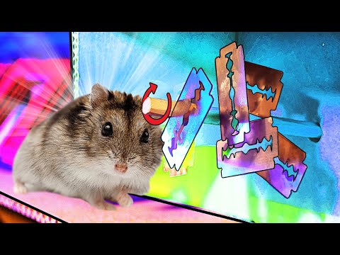 Видео: ЛАБИРИНТ с ИСПЫТАНИЯМИ для ХОМЯКА...