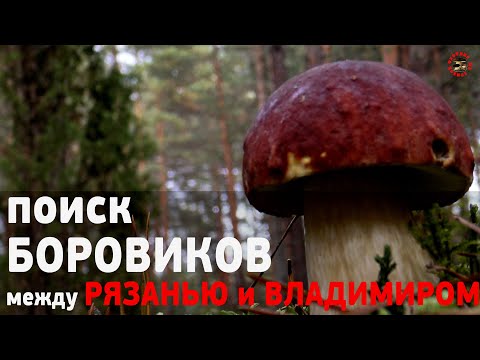 Видео: На поиск БОРОВИКОВ (сосновых белых грибов), в Мещерские боры, между Владимиром и Рязанью