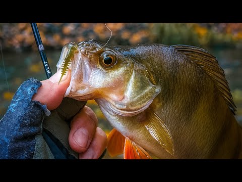 Видео: ЖИРНЫЕ ОКУНИ ГНУТ СПИННИНГ в БУБЛИК / МОРМЫШИНГ ПОЗДНЕЙ ОСЕНЬЮ